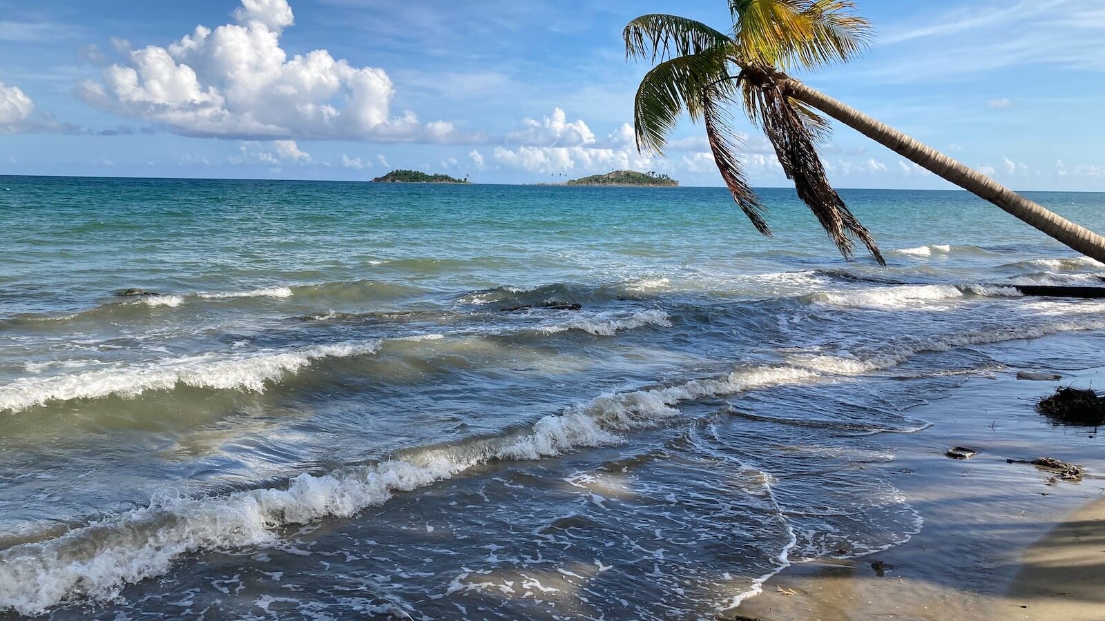 palm tree on beach shore during daytime